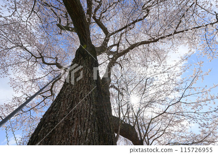 小田彥太郎櫻花 115726955