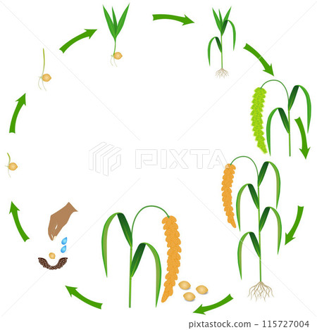 Life cycle of foxtail millet plant on a white background. 115727004