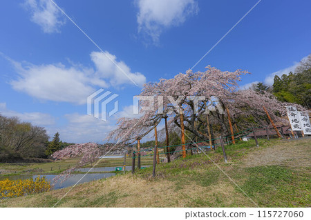 Nakajima的Jizo櫻花樹 115727060