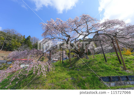 Nakajima的Jizo櫻花樹 115727066
