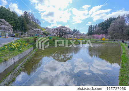 Nakajima的Jizo櫻花樹 115727068