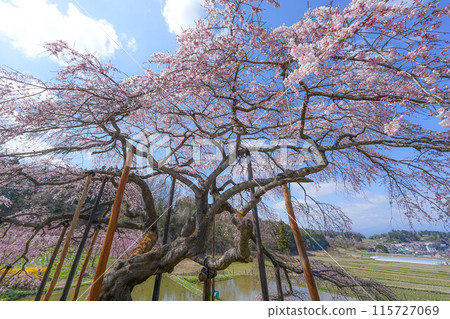 Nakajima的Jizo櫻花樹 115727069