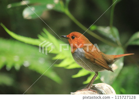 Male robin perched on a tree branch 115727128