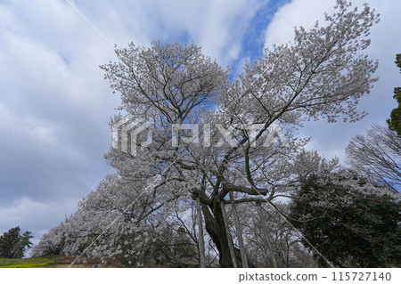 Cherry blossoms of Towa Yoda Cherry blossoms of Towa Yoda 115727140