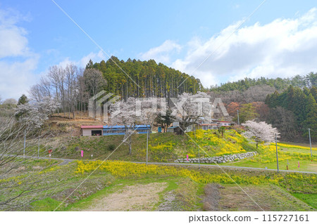 Cherry blossoms of Towa Yoda Cherry blossoms of Towa Yoda 115727161