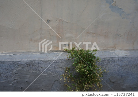 The plant grew on the edge of the protruding part of the lower part of the outer wall due to the wind bringing in the seed and moisture during the rain The plant grew on the edge of the protruding part of the lower part of the outer wall due to the wind bringing in the seed and moisture during the rain 115727241