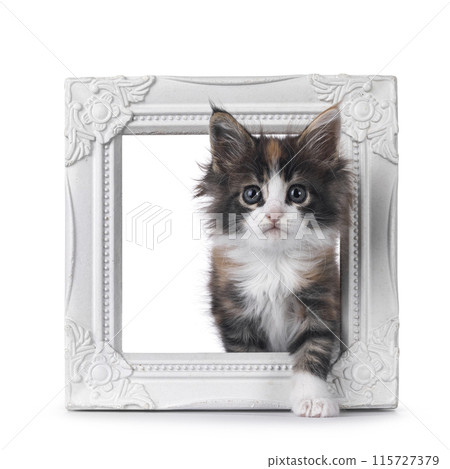 Playful kitten in white picture frame 115727379
