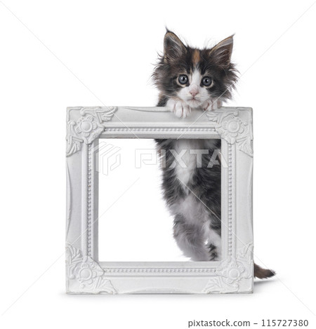 Playful kitten in white picture frame 115727380