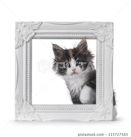 Playful kitten in white picture frame Playful kitten in white picture frame 115727383