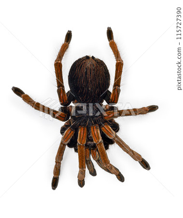 Large tarantula spider resting on white background 115727390