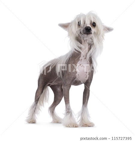Chinese Crested dog on white Chinese Crested dog on white 115727395
