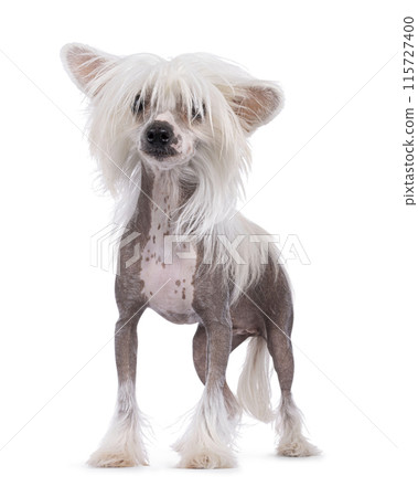 Chinese Crested dog on white 115727400