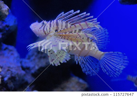 一種叫做月神獅子魚的獅子魚 一種叫做月神獅子魚的獅子魚 115727647