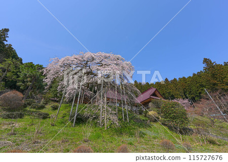 櫻花幼苗在慈悲寺廟 櫻花幼苗在慈悲寺廟 115727676