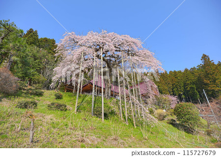 櫻花幼苗在慈悲寺廟 115727679