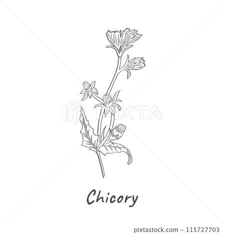 Chicory is an ordinary vector illustration, hand-drawn. Minimalistic flowers and herbs in monochrome. Wildflowers for logo design, tattoos, postcards, and product packaging. Chicory is an ordinary vector illustration, hand-drawn. Minimalistic flowers and herbs in monochrome. Wildflowers for logo design, tattoos, postcards, and product packaging. 115727703