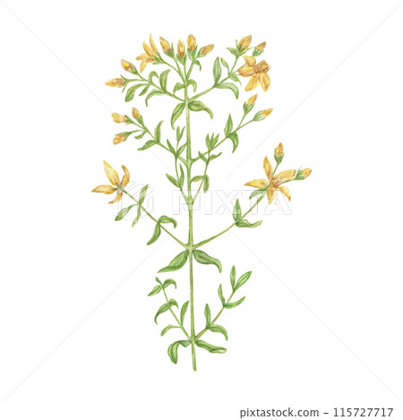 Botanical illustration of St. John's wort flower, hand-painted in watercolor. Medicinal herbs for tea design, cosmetics, aromatherapy, medicine, environmental products. Botanical illustration of St. John's wort flower, hand-painted in watercolor. Medicinal herbs for tea design, cosmetics, aromatherapy, medicine, environmental products. 115727717