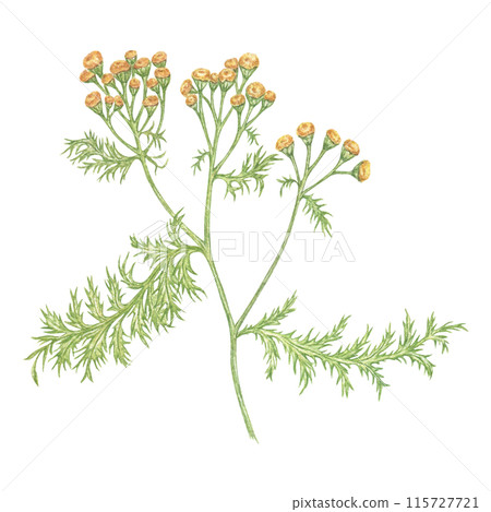 Watercolor summer yellow wildflowers. Botanical illustration highlighted on a white background, common tansy - natural objects. A collection of medicinal flowers for packaging medical products, tea, p Watercolor summer yellow wildflowers. Botanical illustration highlighted on a white background, common tansy - natural objects. A collection of medicinal flowers for packaging medical products, tea, p 115727721