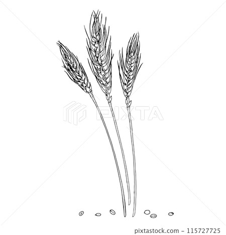 Wheat ears Vector hand drawn illustration. Barley grains sketch. Vintage white and black line art drawing on background. Clipart of rye for graphic design. For food, flour and baked goods packaging 115727725