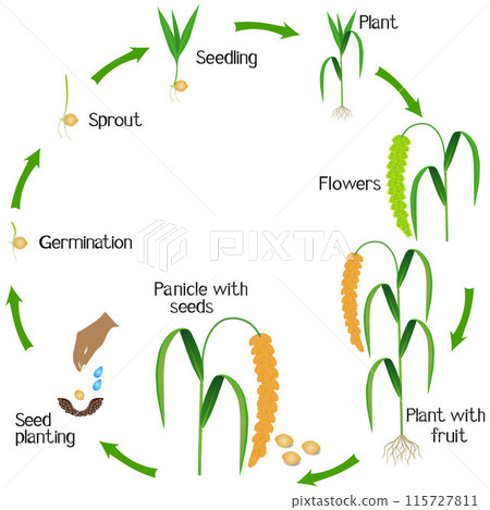 A growth cycle of foxtail millet plant on a white background. 115727811