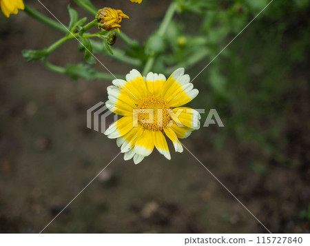 Landscape with chrysanthemums Landscape with chrysanthemums 115727840
