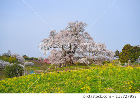 Cherry blossoms of Shioinosaki 115727952