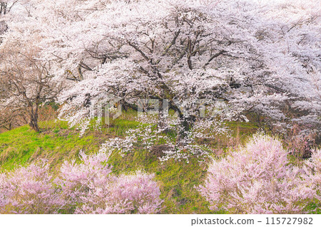 Cherry blossoms of Shioinosaki 115727982
