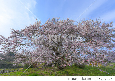 Cherry blossoms of Shioinosaki 115727997