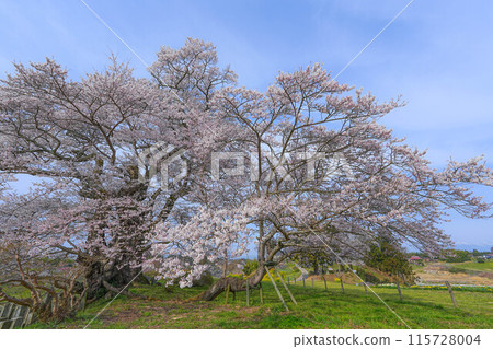 Cherry blossoms of Shioinosaki 115728004
