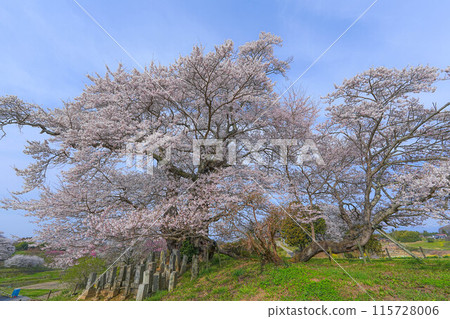 Cherry blossoms of Shioinosaki 115728006