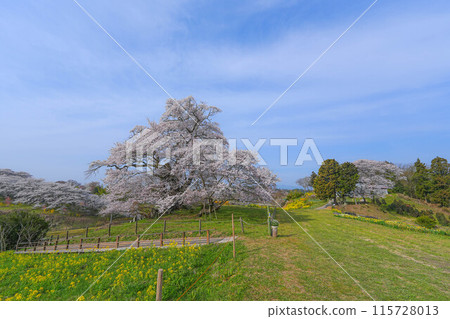 Cherry blossoms of Shioinosaki 115728013