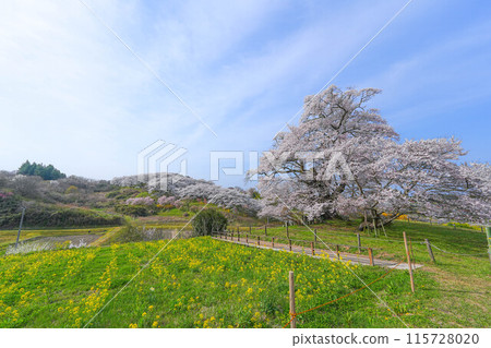 Shioinosaki的櫻花 115728020