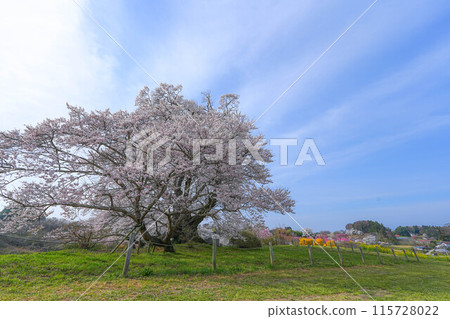 Shioinosaki的櫻花 115728022