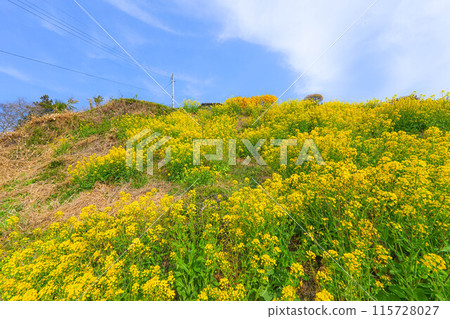 Cherry blossoms of Shioinosaki 115728027