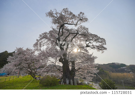 Cherry blossoms of Shioinosaki 115728031