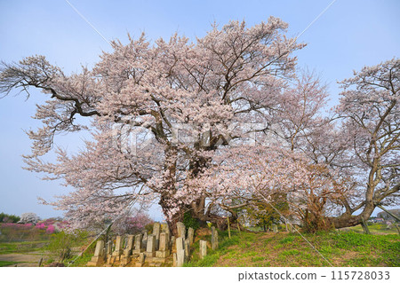 Cherry blossoms of Shioinosaki 115728033