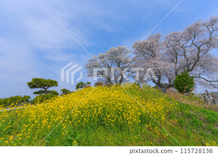 Hirokazakura 115728136