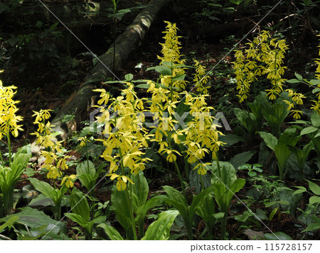 Landscape with Kiebine 115728157