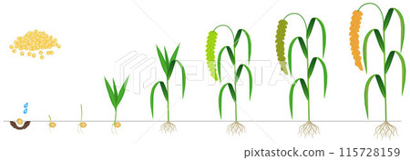 Cycle of growth of foxtail millet plant on a white background. 115728159