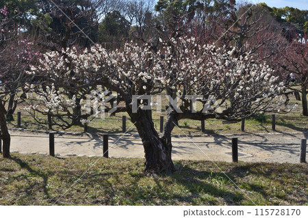 Plums of Osaka Castle Plums of Osaka Castle 115728170