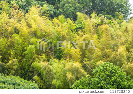 Yokohama cityscape in Japan: A beautiful yellow bamboo forest sways in the spring storm... an image of endurance, strong winds, etc. Yokohama cityscape in Japan: A beautiful yellow bamboo forest sways in the spring storm... an image of endurance, strong winds, etc. 115728240