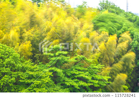 Yokohama cityscape in Japan: A beautiful yellow bamboo forest sways in the spring storm... an image of endurance, strong winds, etc. 115728241