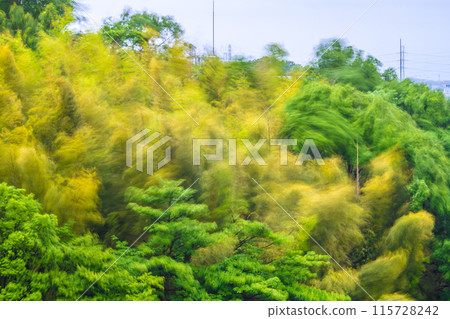 Yokohama cityscape in Japan: A beautiful yellow bamboo forest sways in the spring storm... an image of endurance, strong winds, etc. 115728242
