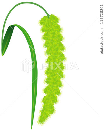 Panicle with flowers of foxtail millet plant on a white background. 115728261