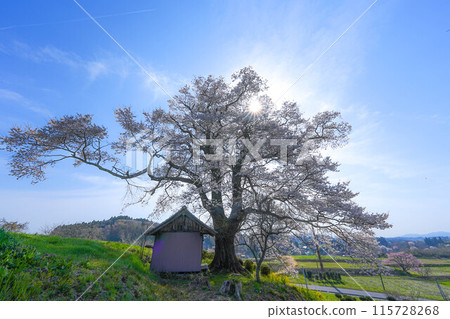 Tenjin cherry tree of seven herbs 115728268