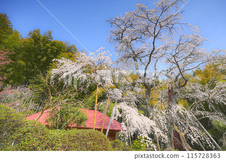 Yukimura Sakura Yukimura Sakura 115728363