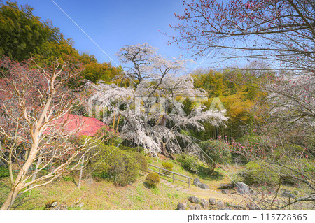 Yukimura Sakura Yukimura Sakura 115728365