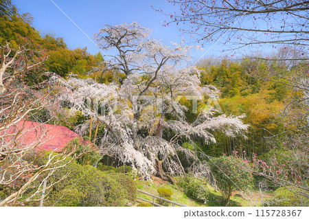 Yukimura Sakura Yukimura Sakura 115728367