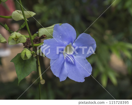 Close up single flower Thunbergia grandiflora, known as Blue Skyflower or Bengal Clockvine is a vigorous and fast-growing tropical vine. It has large, trumpet-shaped blue flowers. Selective focus 115728395
