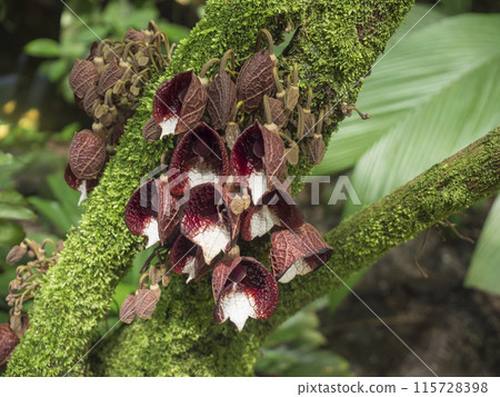 Close up of Arborescent pipe flower. Aristolochia arborea is a species of perennial plant in the family Aristolochiaceae, native in Mexico, Guatemala and El Salvador. Selective focus, macro Close up of Arborescent pipe flower. Aristolochia arborea is a species of perennial plant in the family Aristolochiaceae, native in Mexico, Guatemala and El Salvador. Selective focus, macro 115728398